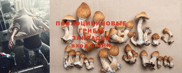 сатива Армянск